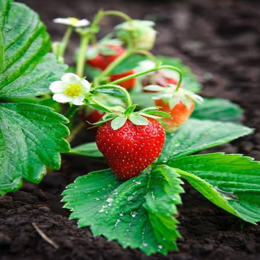 Strawberry