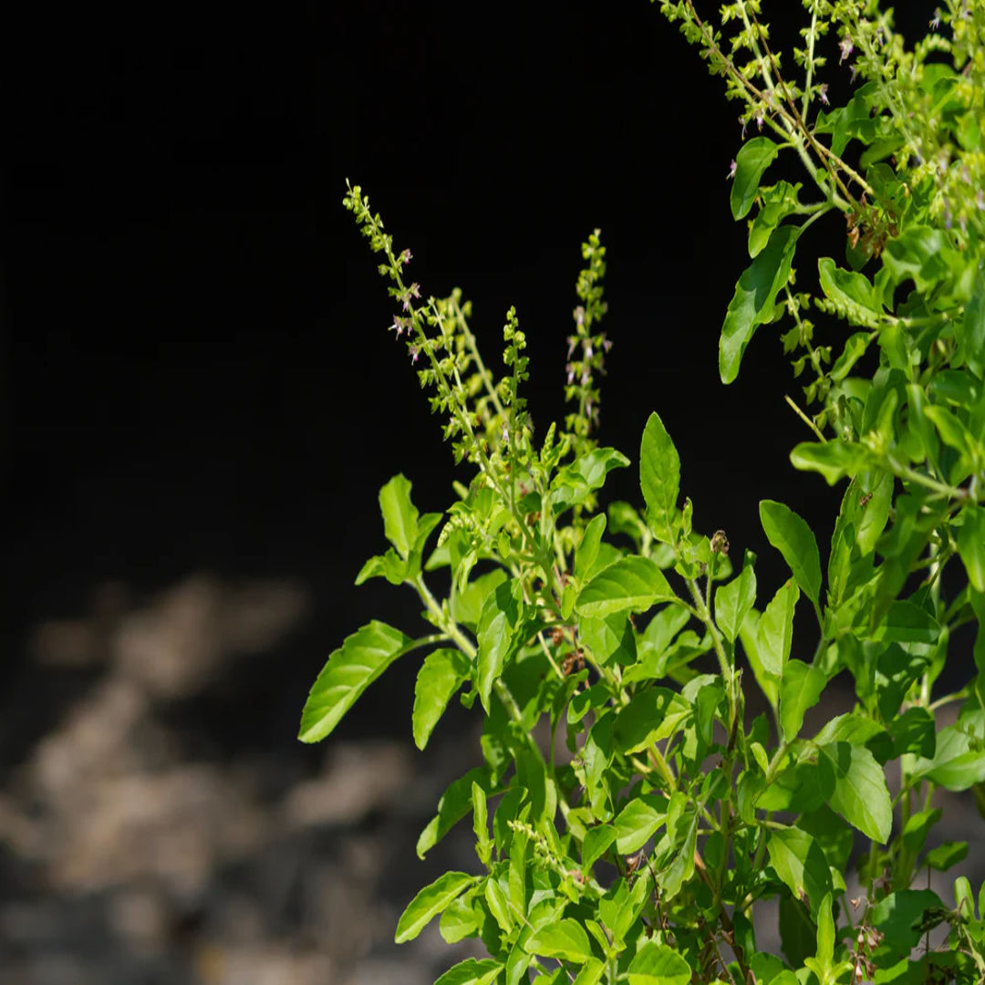 Tulsi
