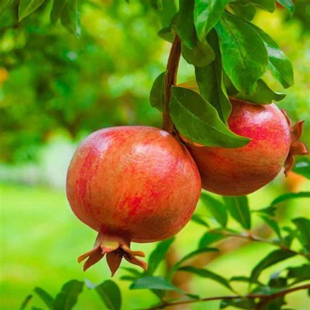 Ganesh Pomegranate