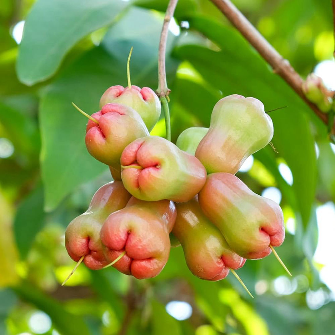 Water Apple Green