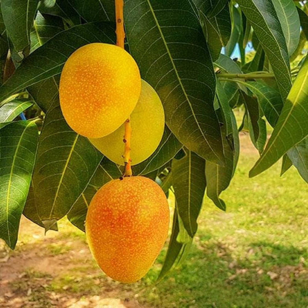 Ratna Mango