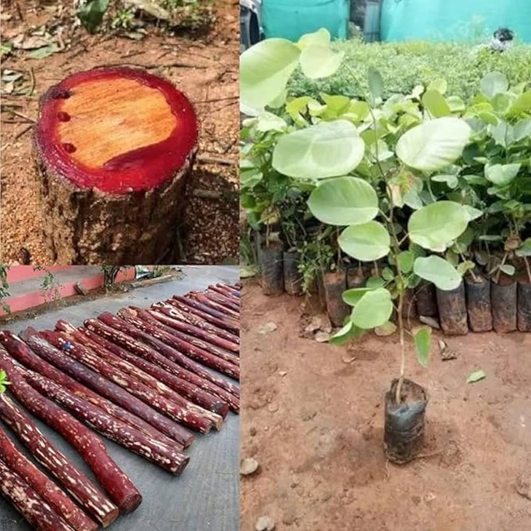Semmaram