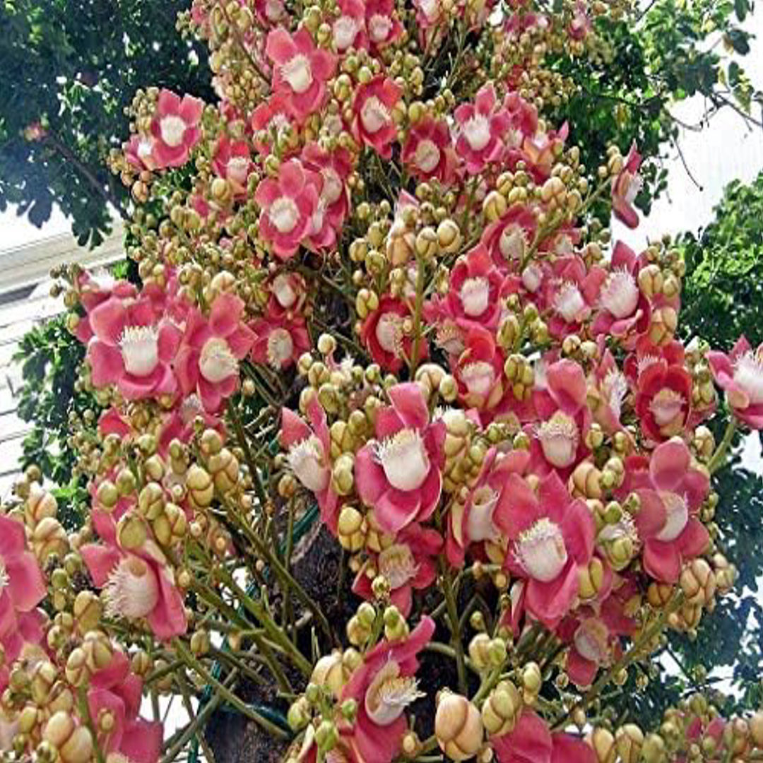 Nagalingam