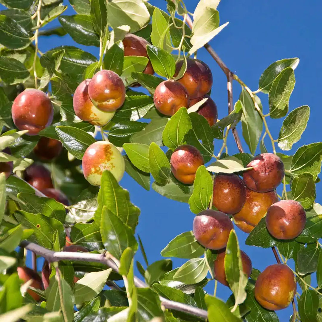 Jujube Fruit