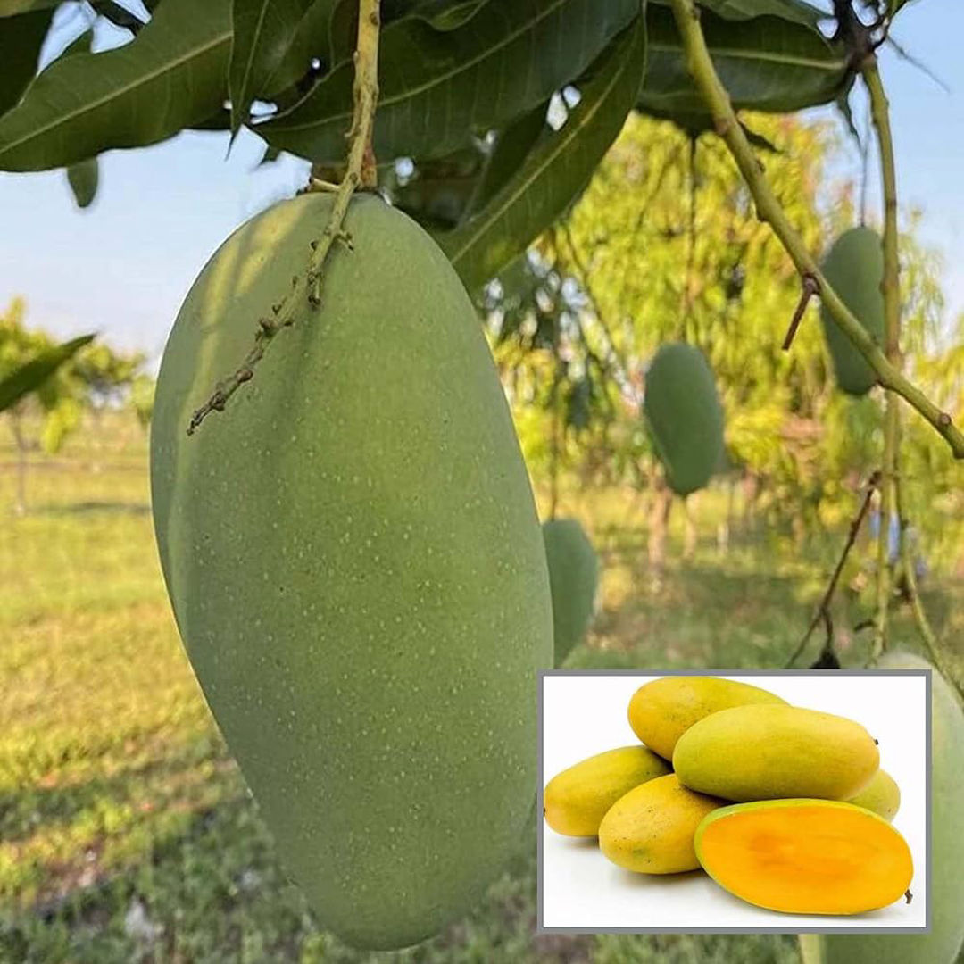 Dasheri Mango