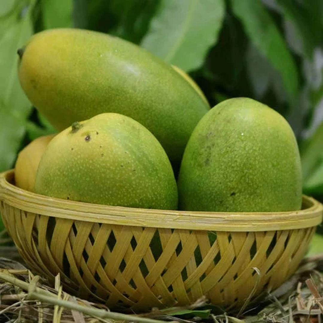 Salem Bengaluru Mango