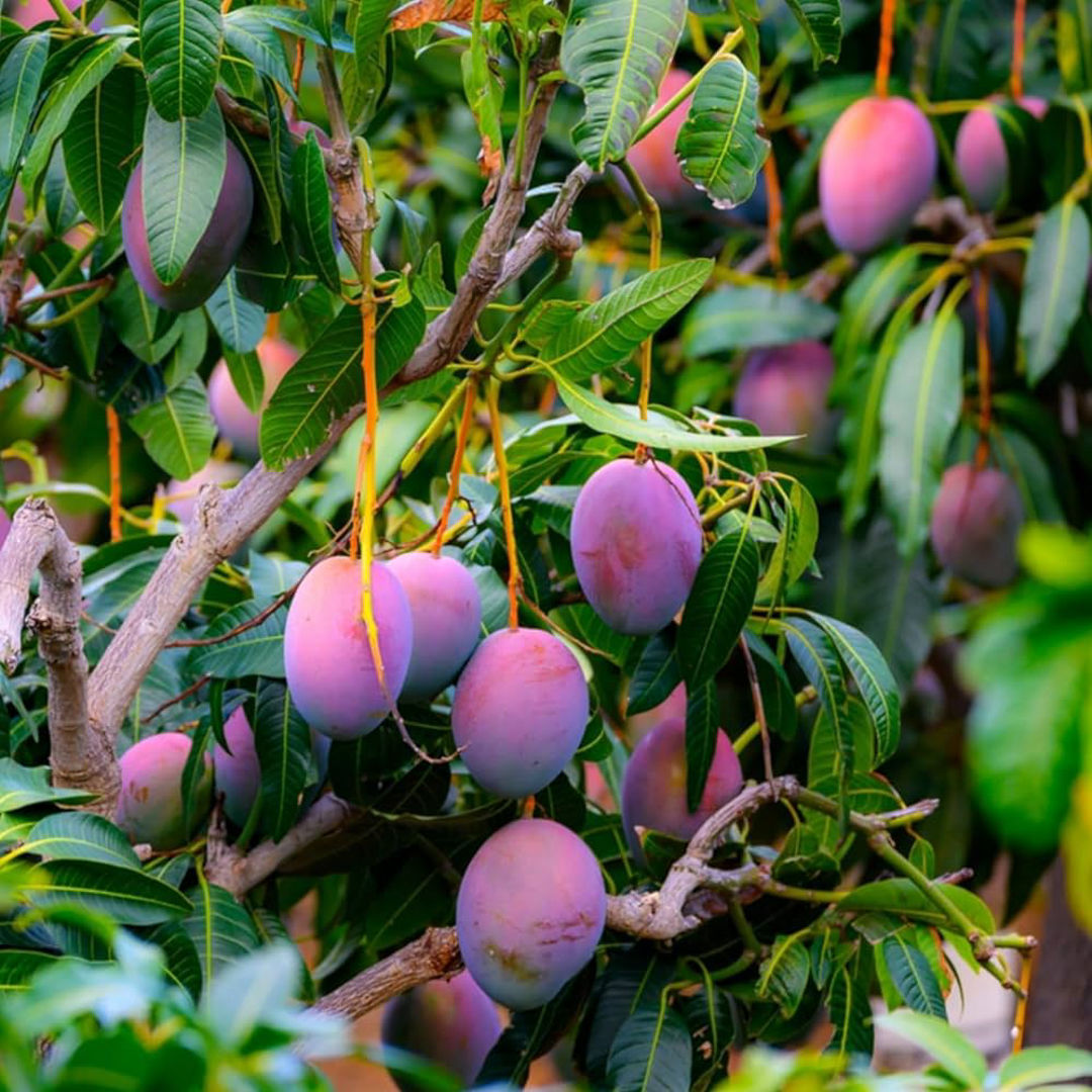 Miyazaki Mango