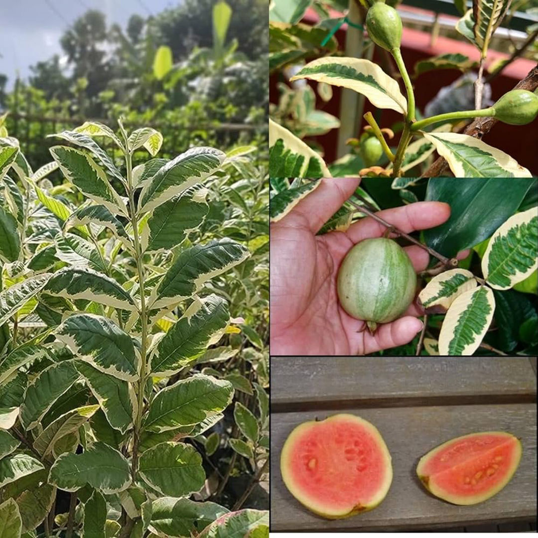 Variegated Guava
