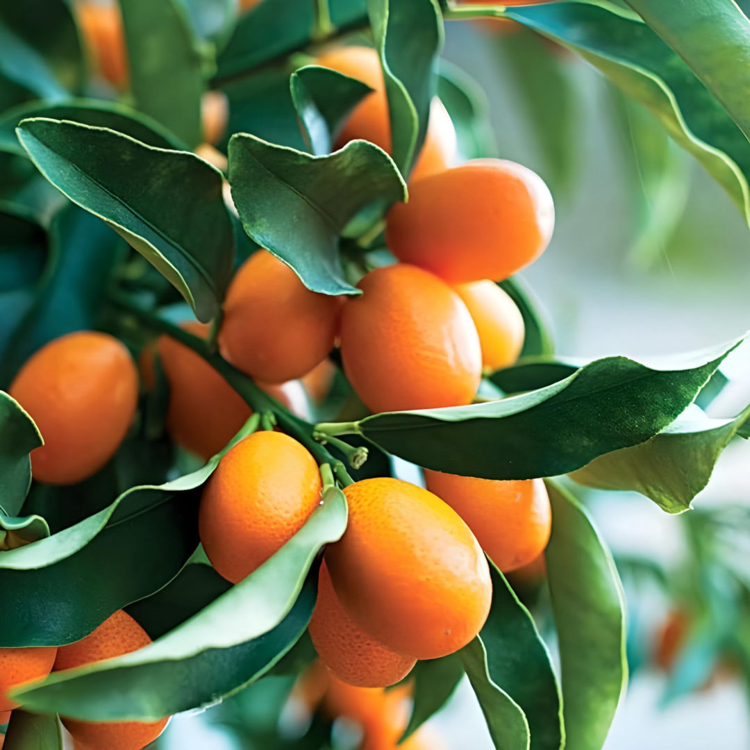 Israel Orange