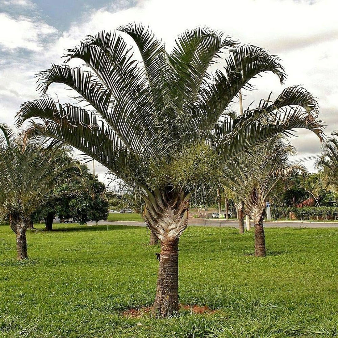 Triangle Palm