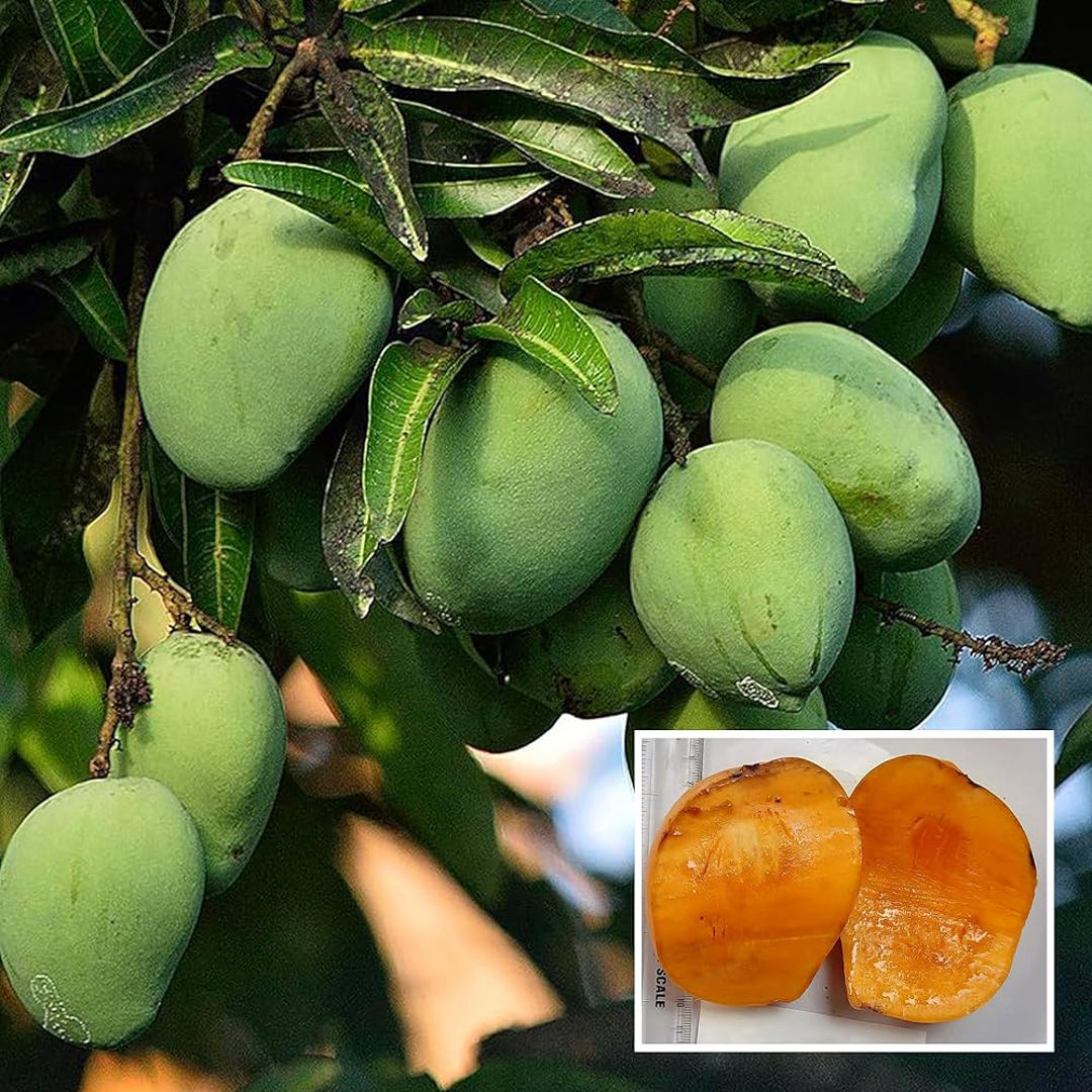 Kalapadi Mango