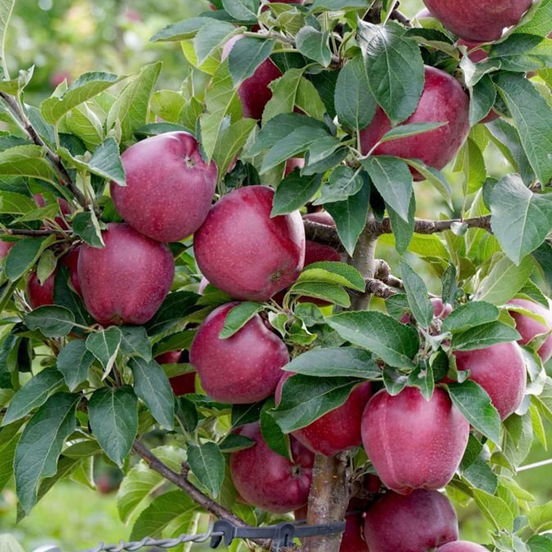Apple shimla