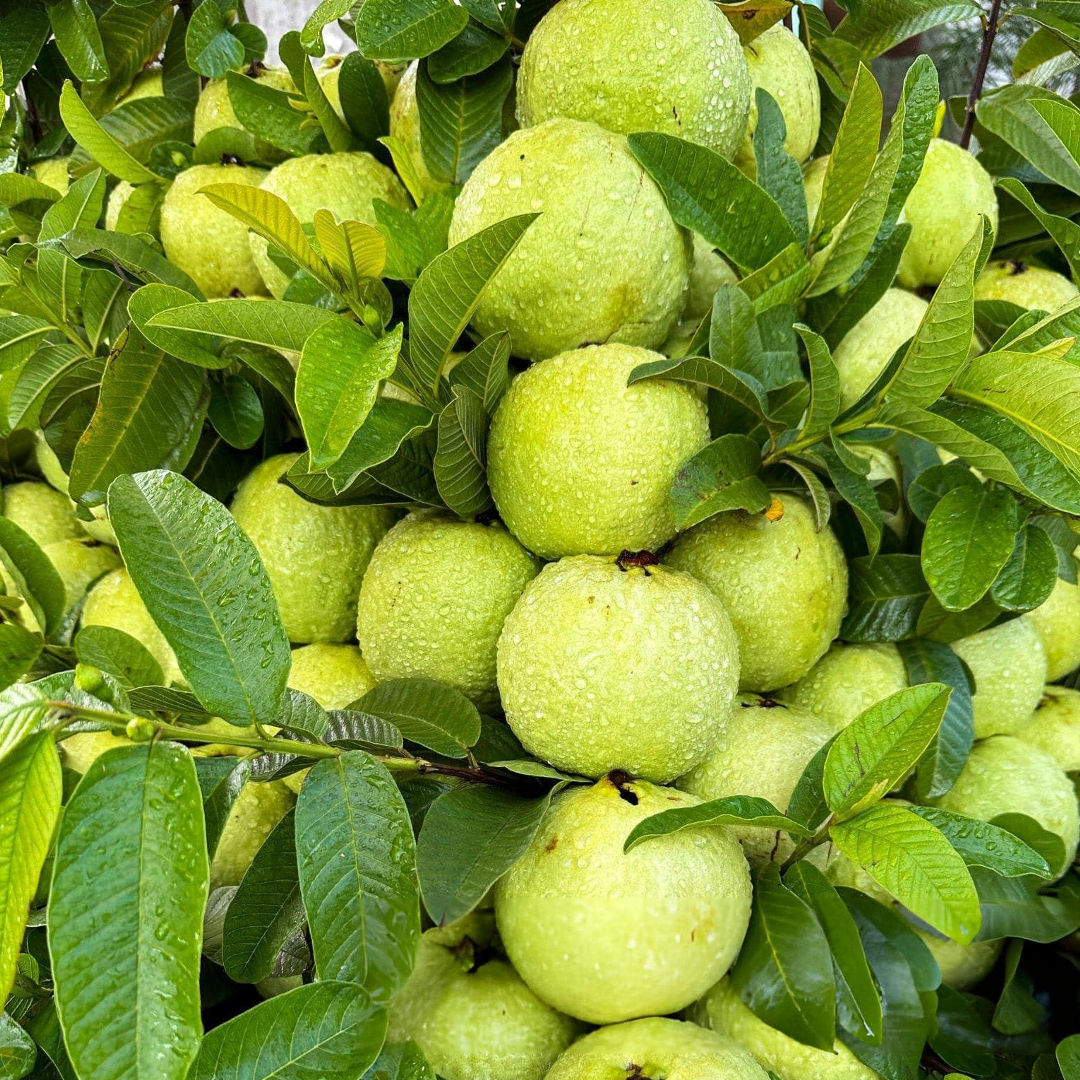 Thai 7 Guava