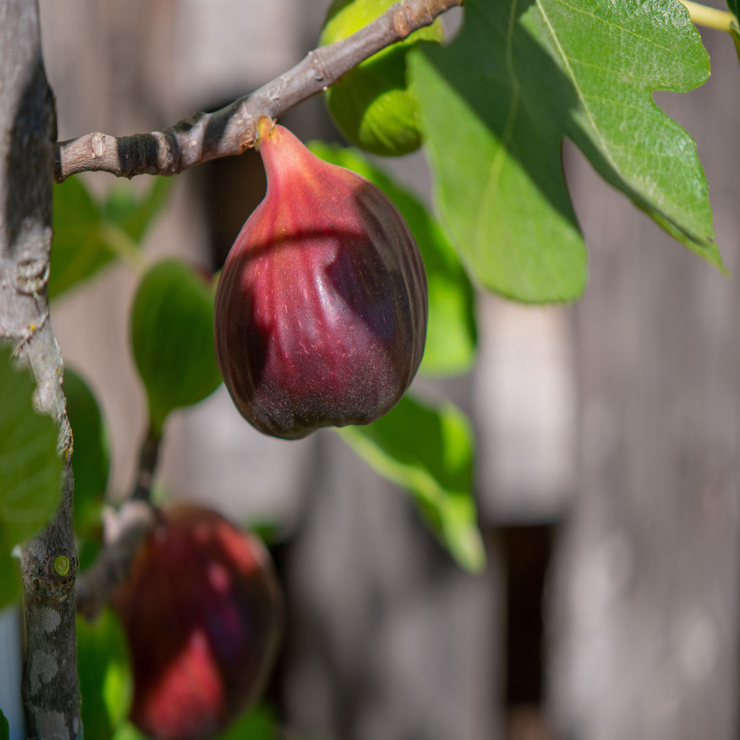 Brown Turkey Fig