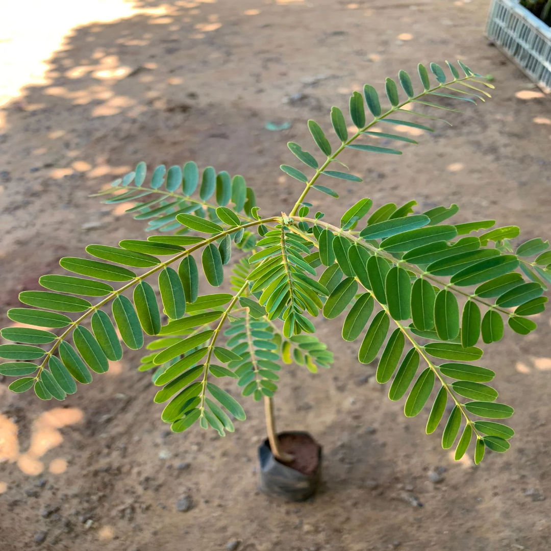 Agathi Keerai