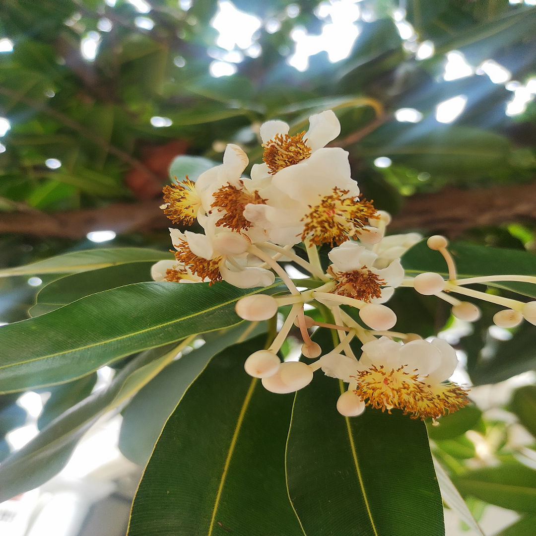 Punnai Tree