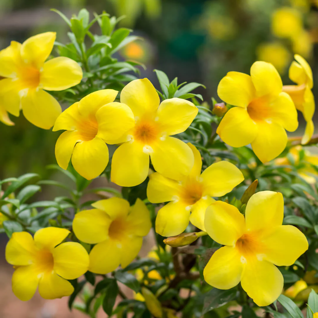 Allamanda Creeper