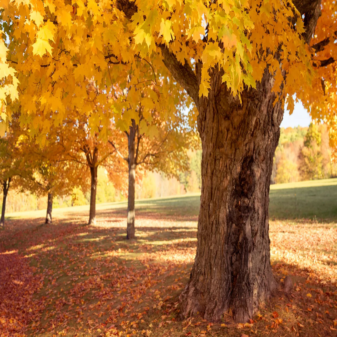 Maple