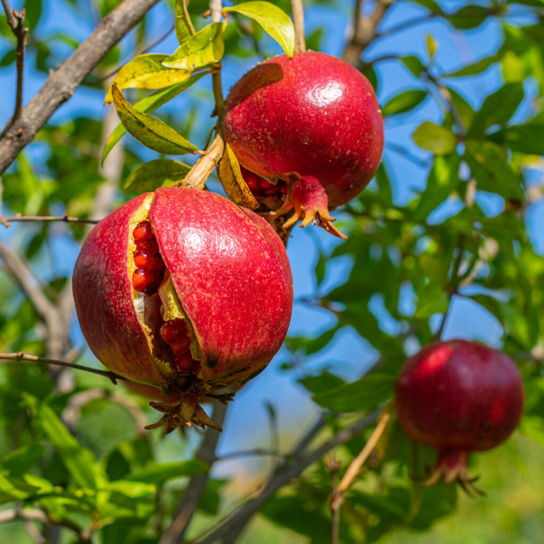 Bhagwa Pomegranate