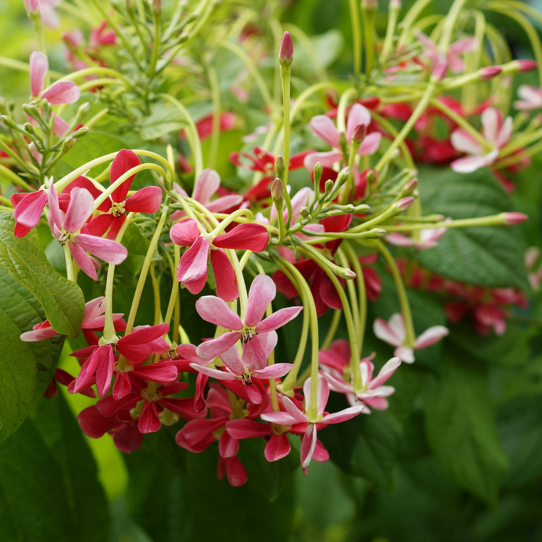 Rangoon Creeper