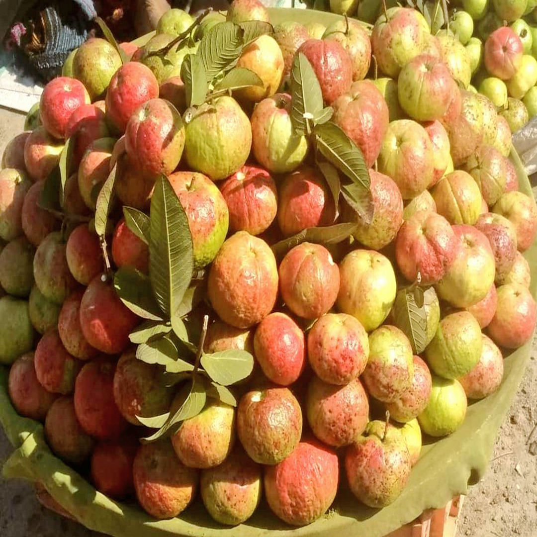 Allahabad Guava