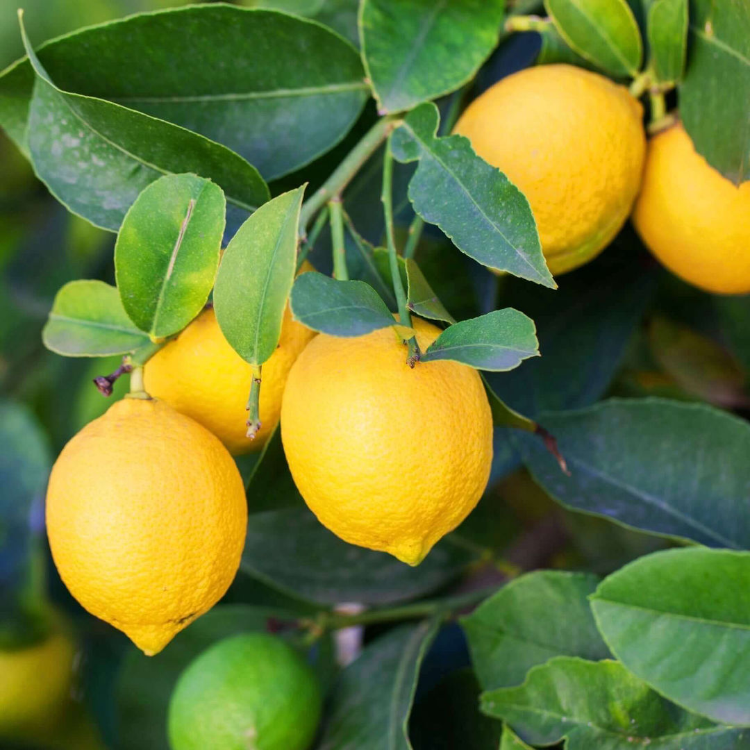 Lemon All Time