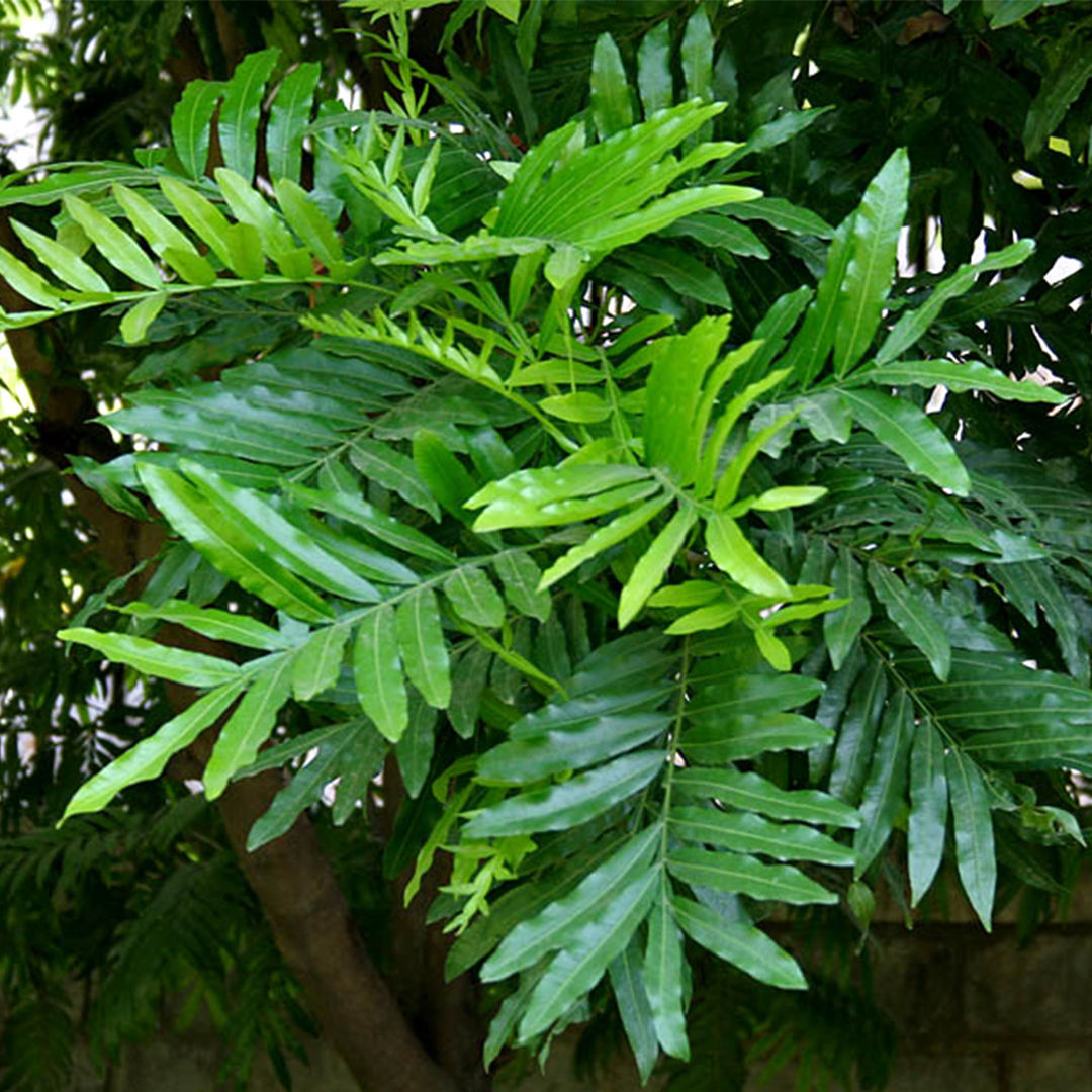 Filicium decipiens