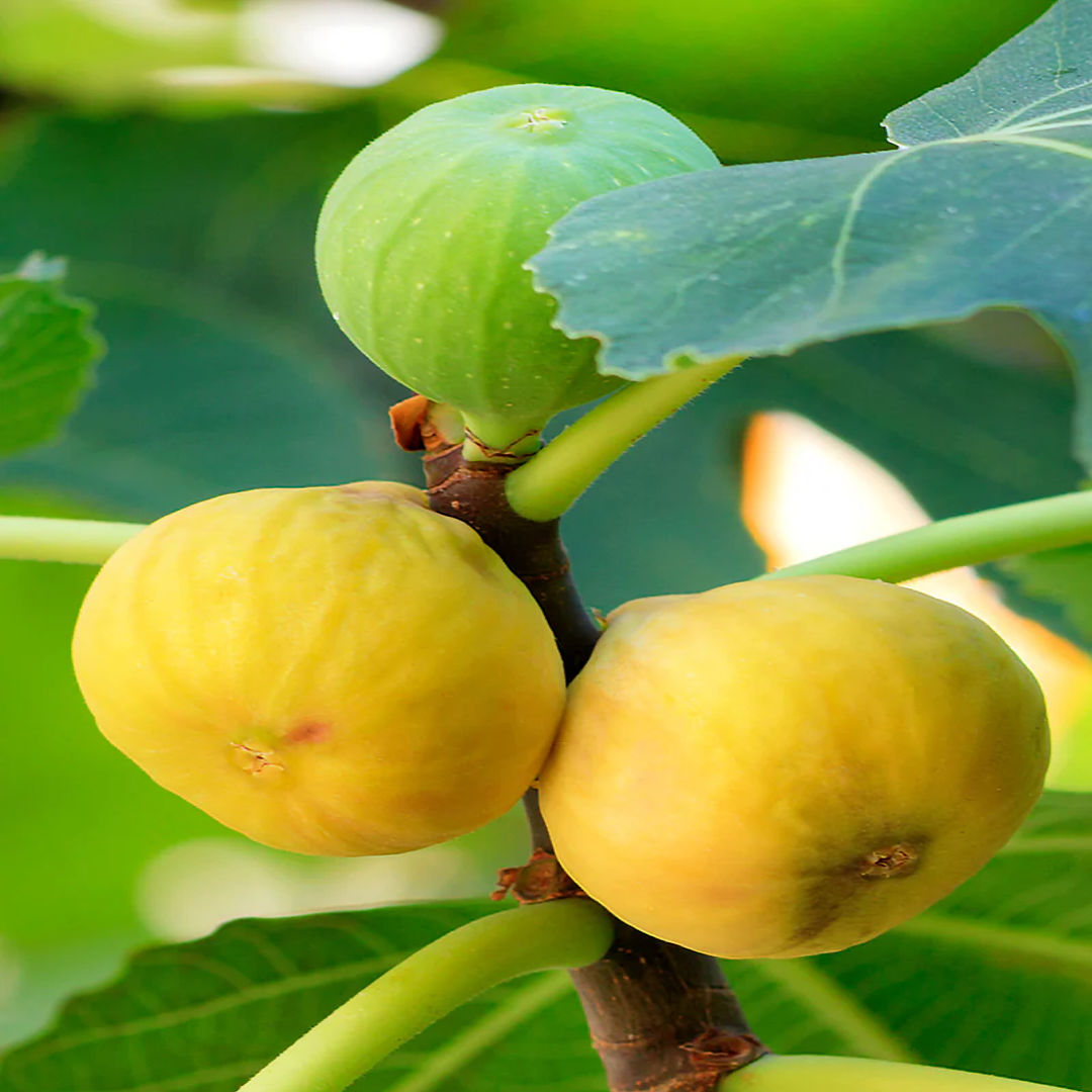 Yellow Fig