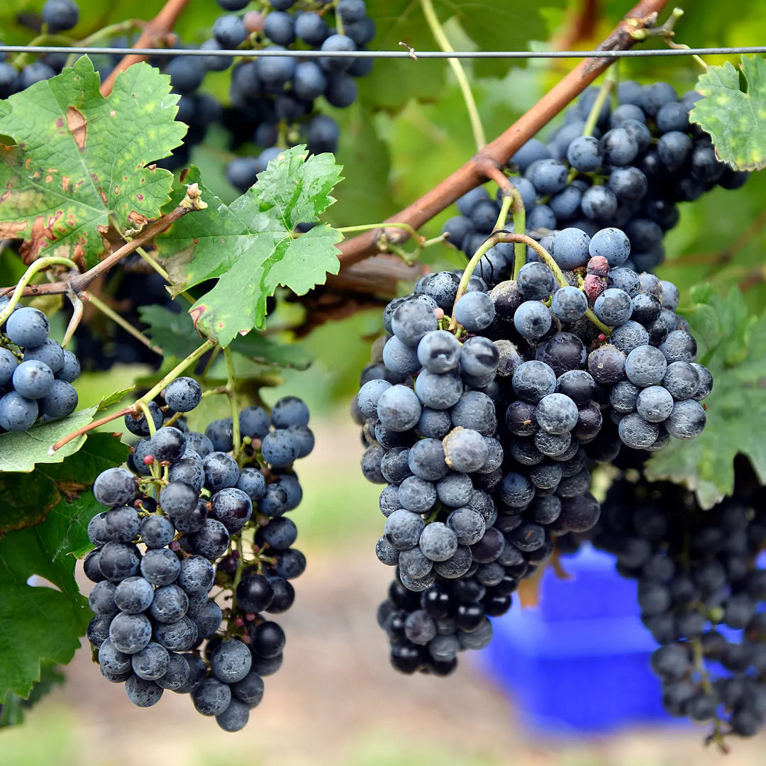 Grapes Black