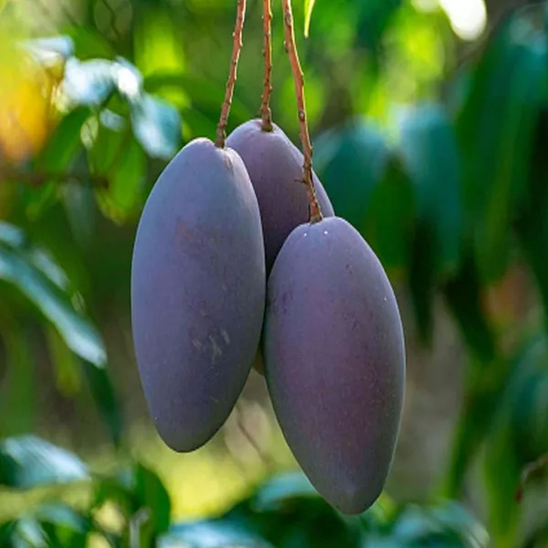 Purple Mango