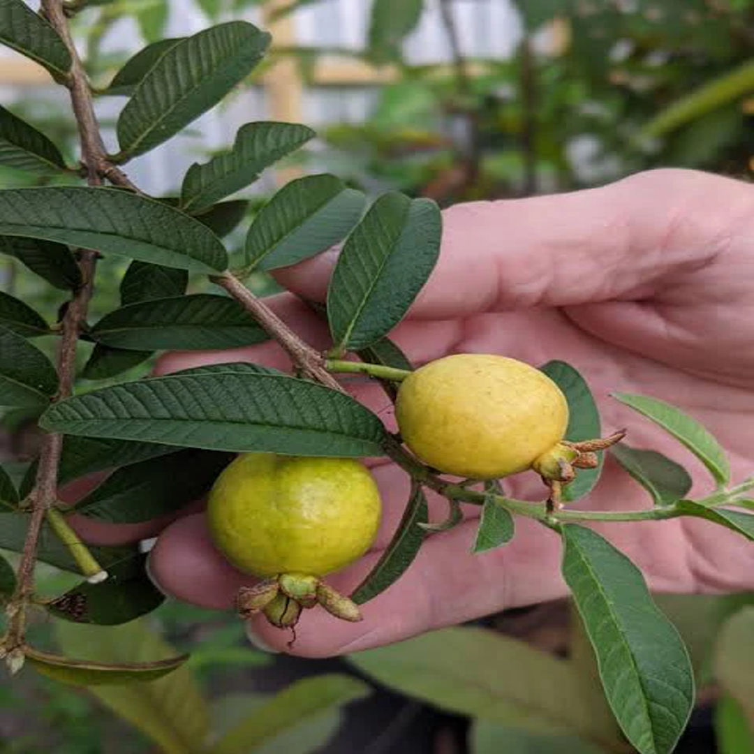 Mini Guava