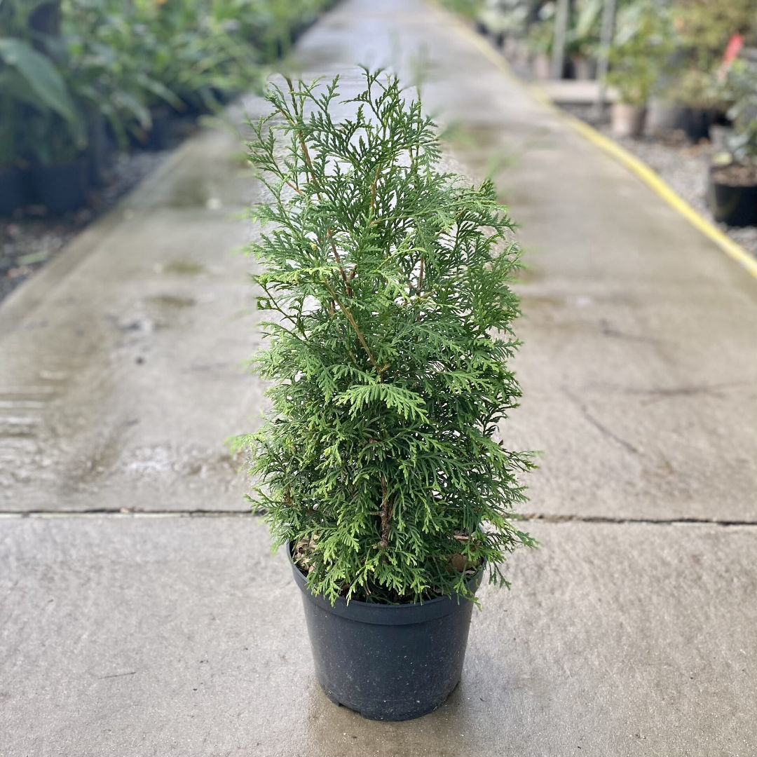 Thuja occidentalis (cedar)