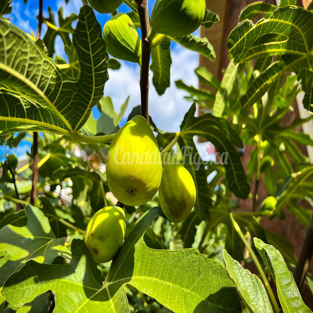 Big Leaf Fig
