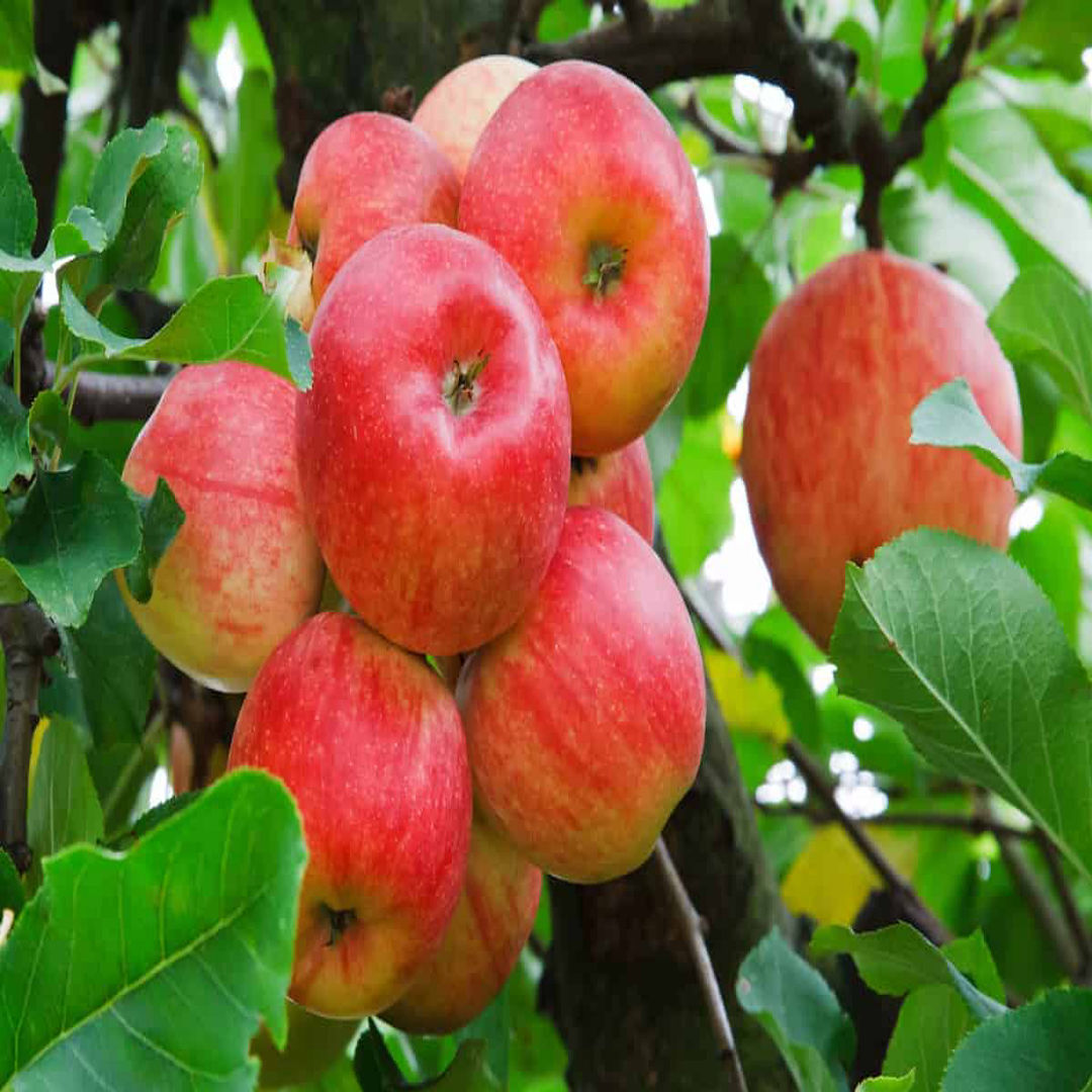 Kashmir Apple