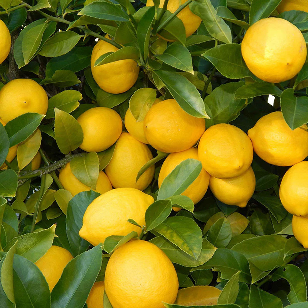 Lemon Balaji