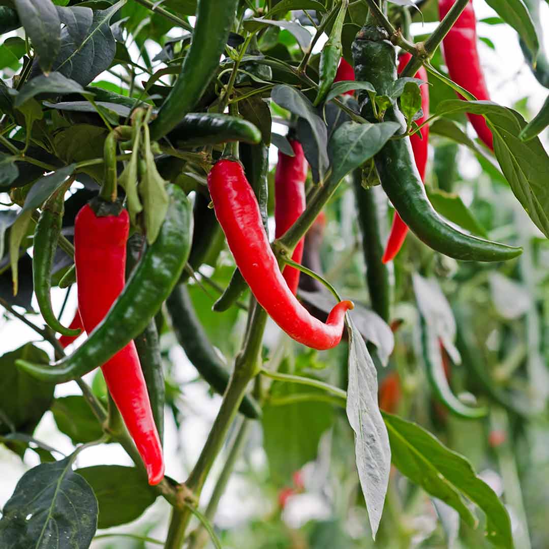 Chilli