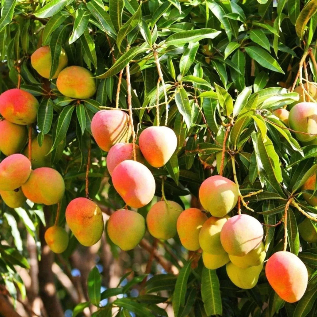 Alphonso Mango
