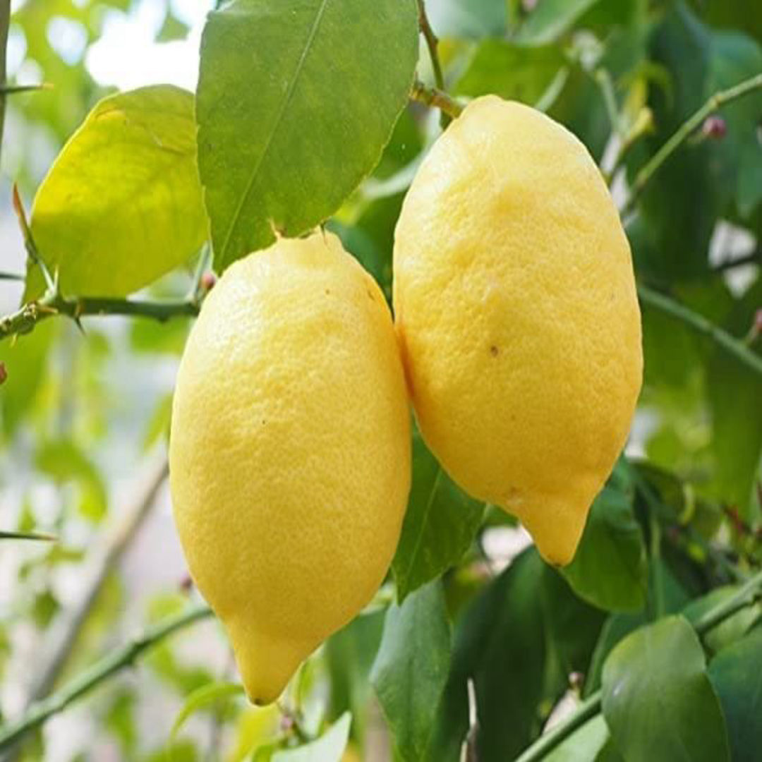 Lemon Market