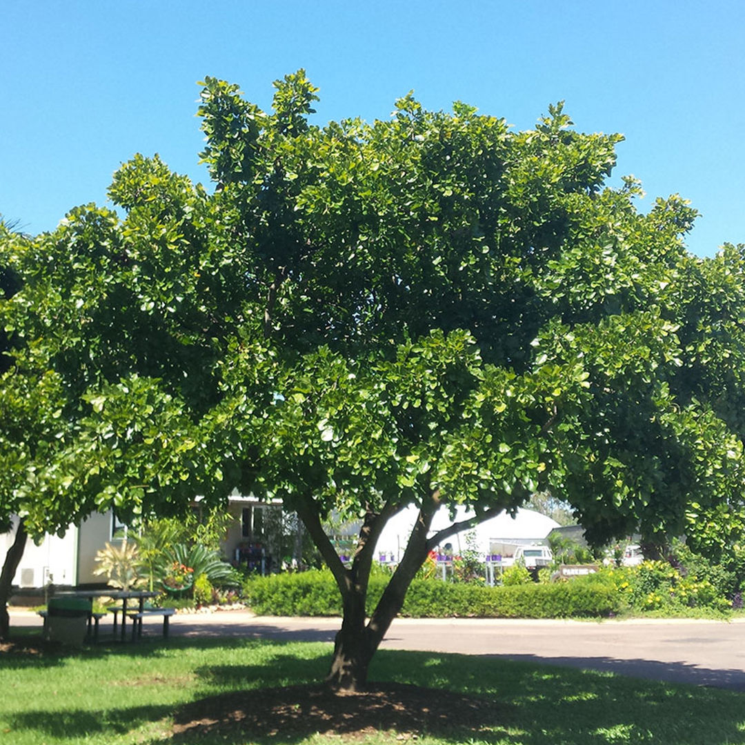 Additional Image