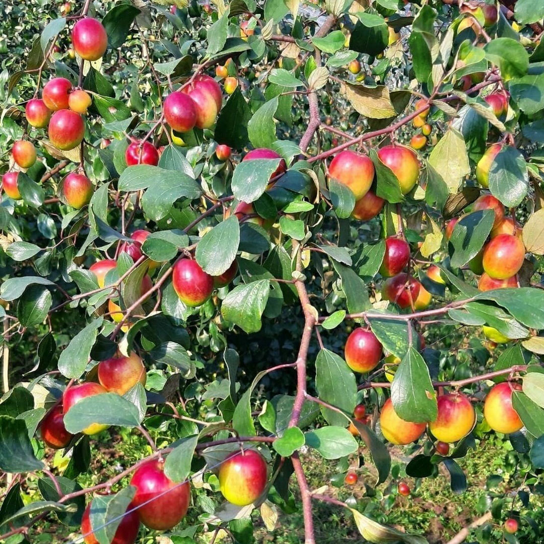 Miss India Apple