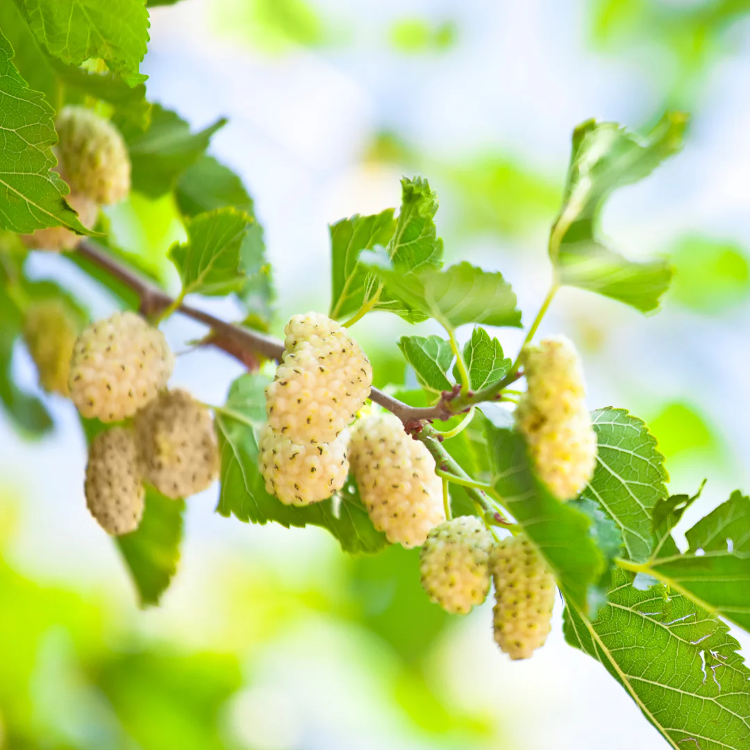 Mulberry White