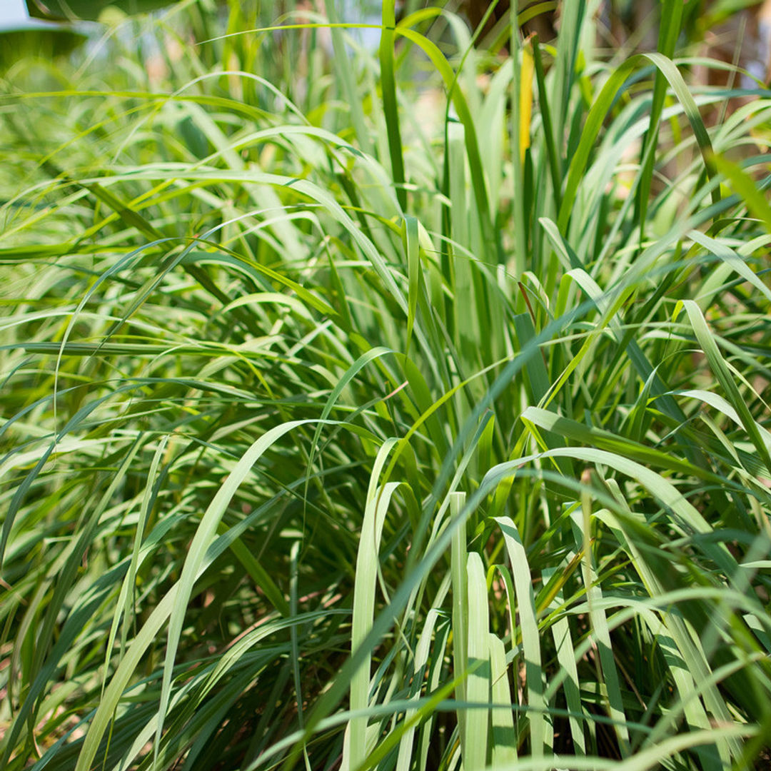 Lemon Grass