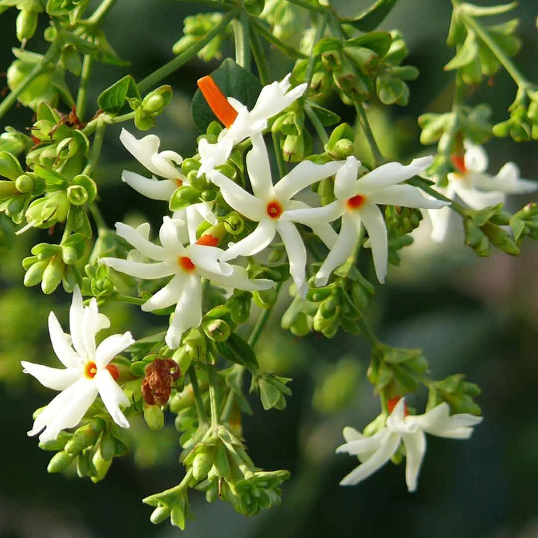 Pavala Malli