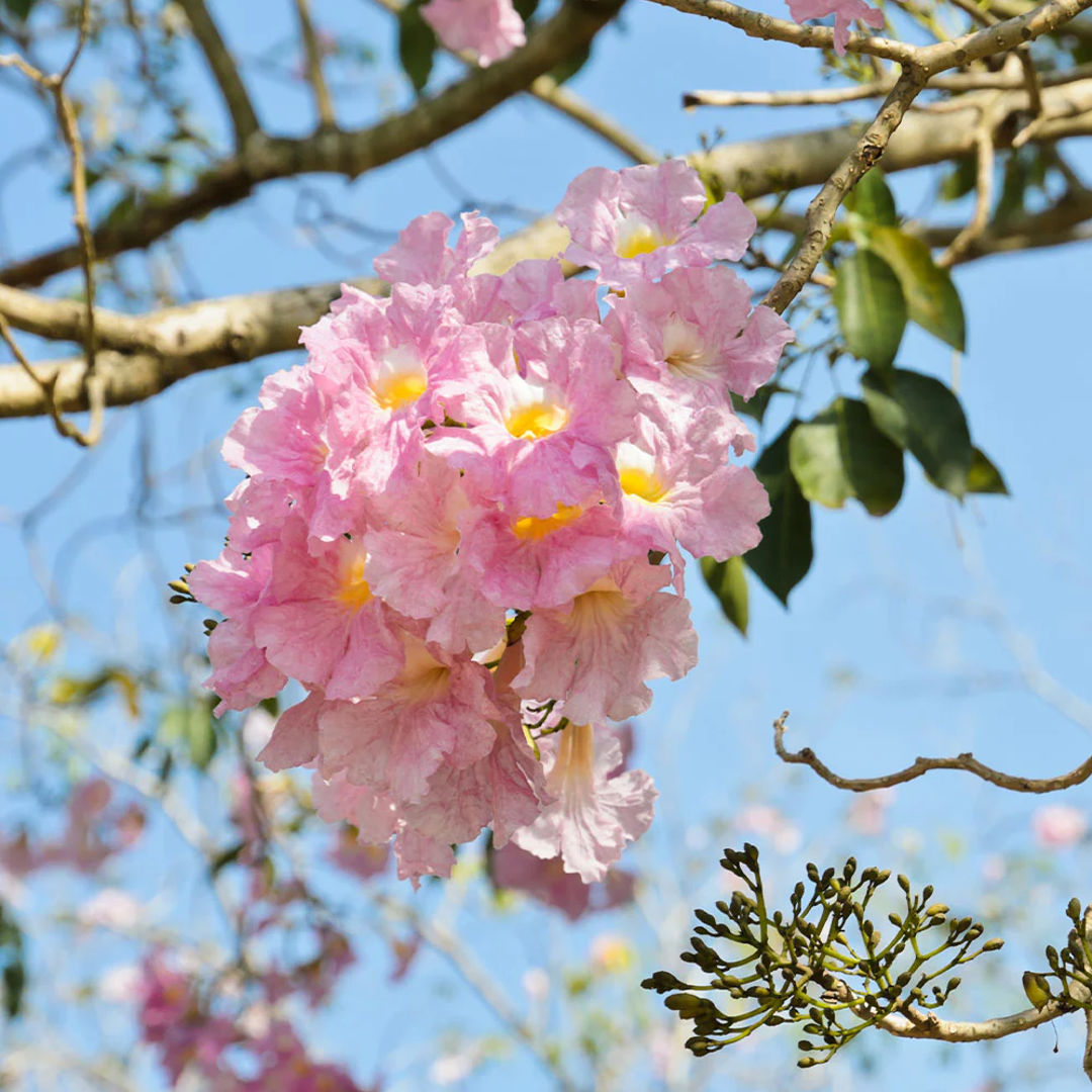 Tabebuia Rosea