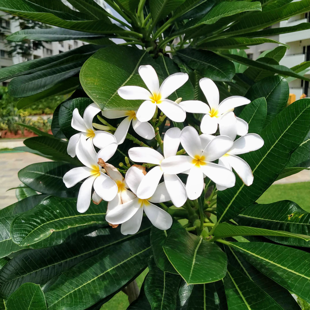 Plumeria