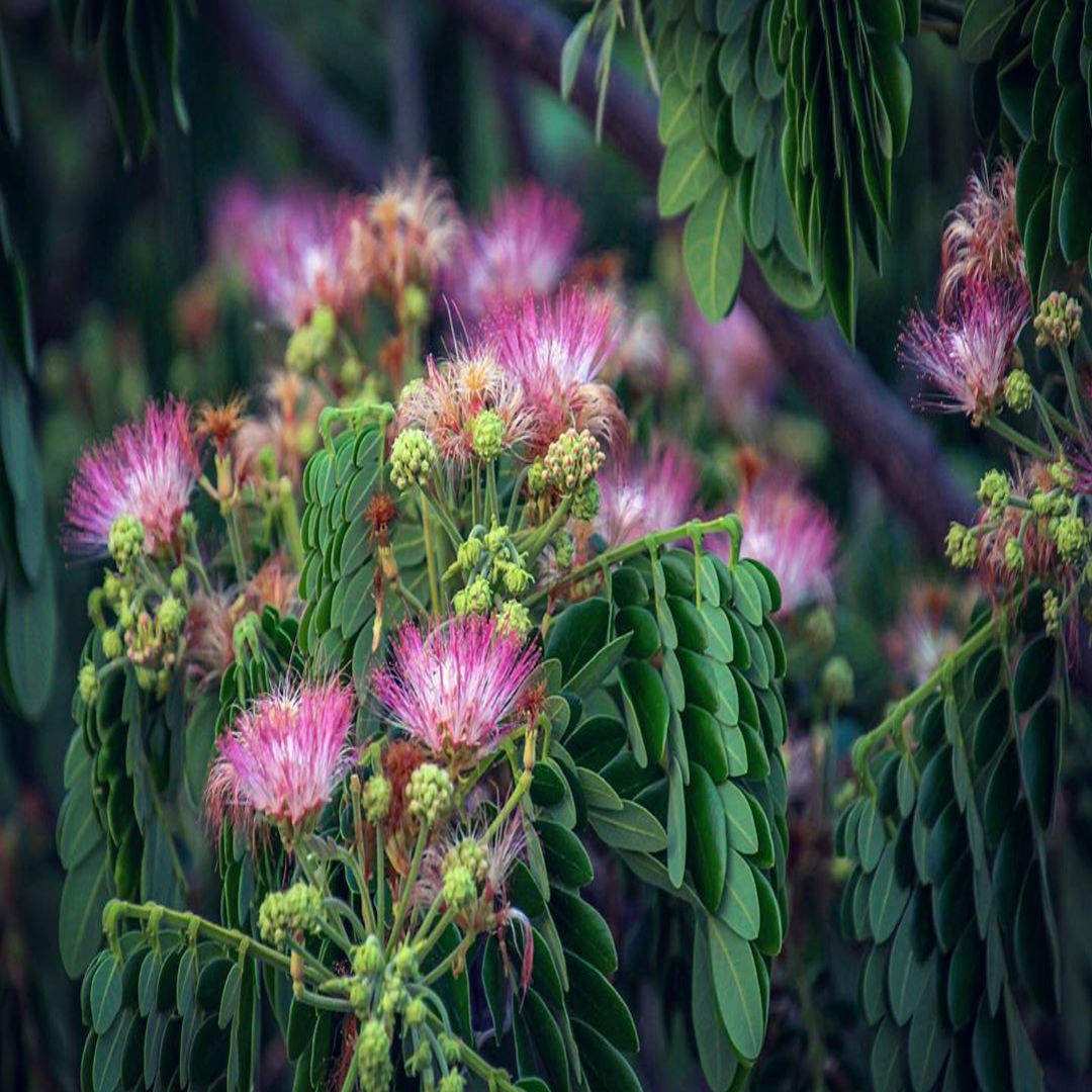 Powder Puff (RainTree)