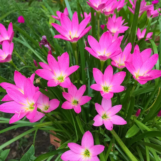 Rain Lily