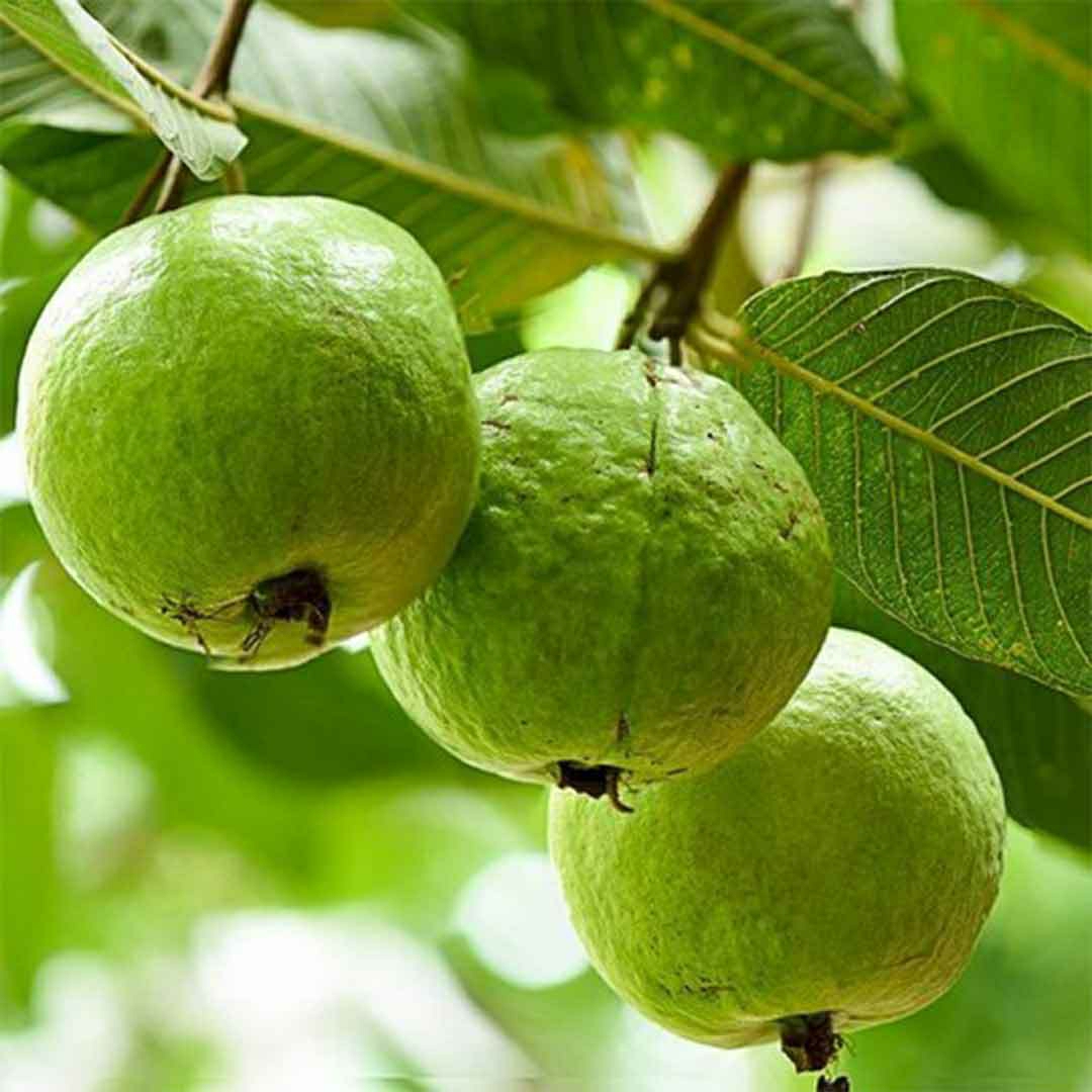 Taiwan Pink Guava