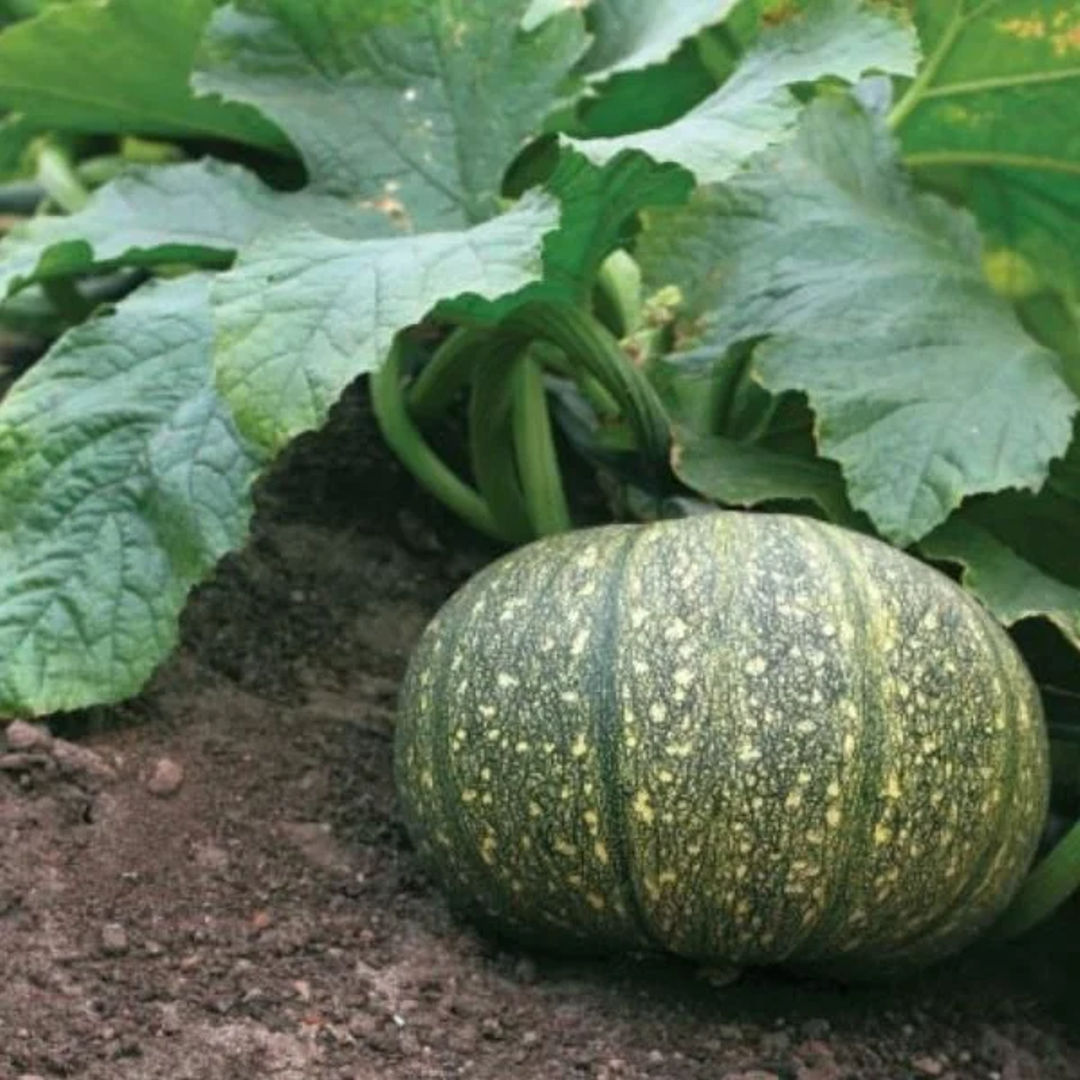 Pumpkin