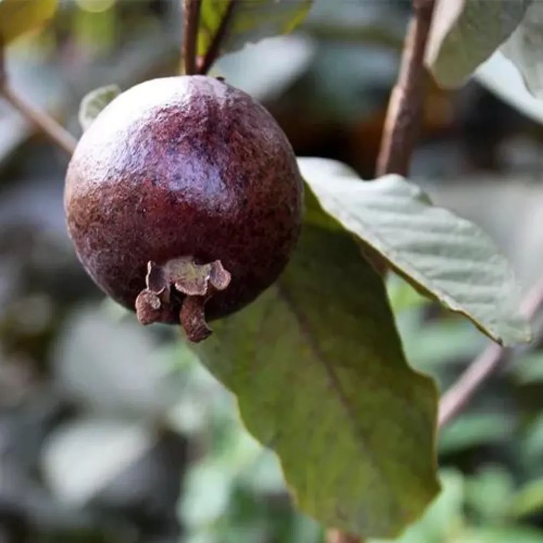 Mini Black Guava